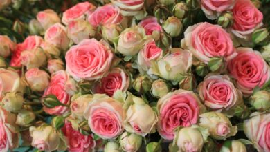 Photo of Веселые цветы для веселых моментов