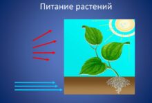 Photo of Как обеспечить растениям оптимальное температурный режим