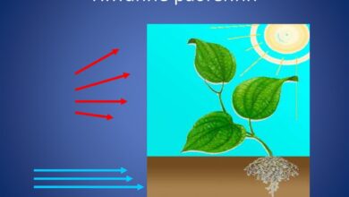 Photo of Как обеспечить растениям оптимальное температурный режим