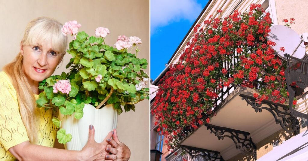 Фото 35 — Как ухаживать за геранью в домашних условиях