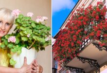 Photo of Как ухаживать за геранью в домашних условиях