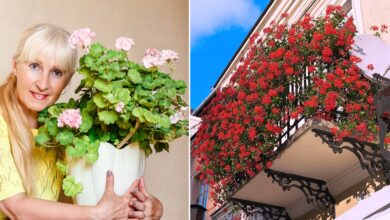 Photo of Как ухаживать за геранью в домашних условиях